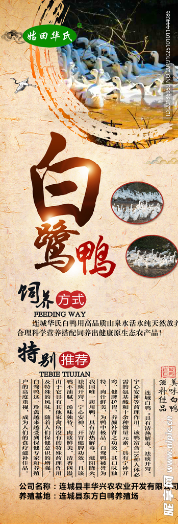 白鹭鸭展架海报