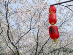 樱花树
