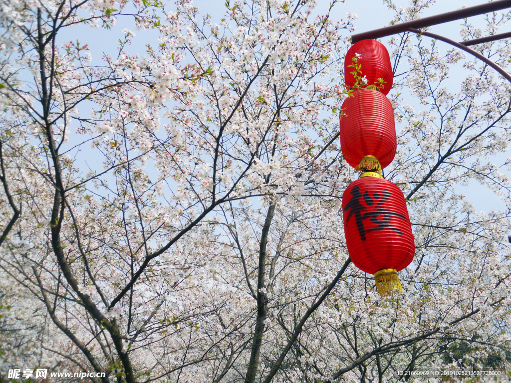 樱花树