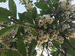 长芒杜英
