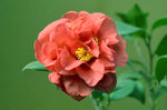 山茶花