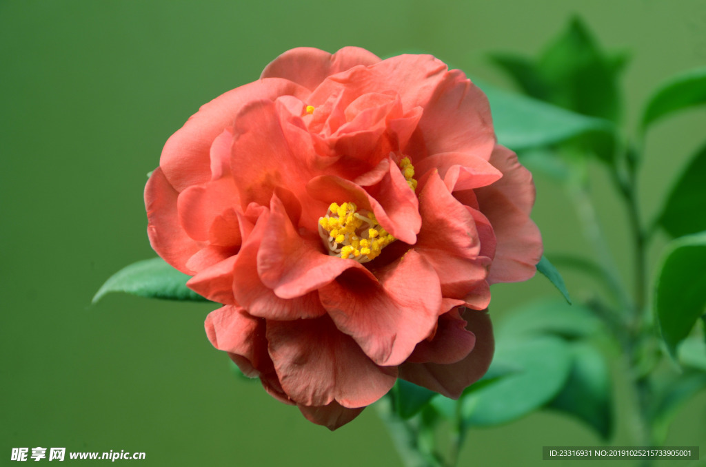 山茶花