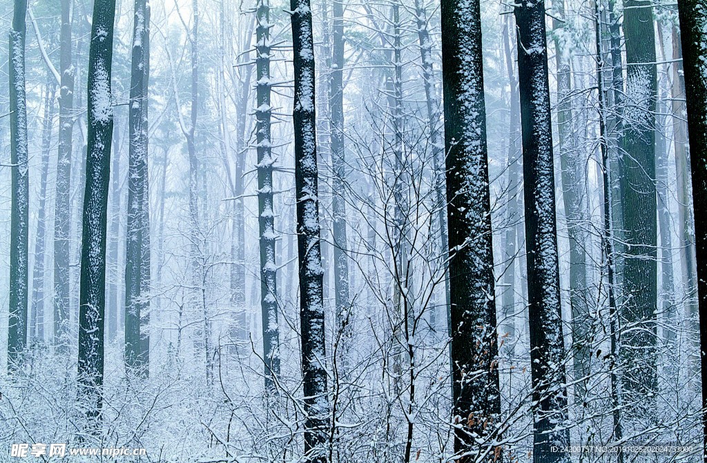 雪景