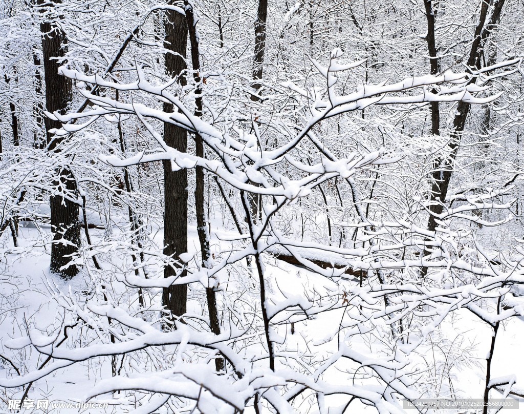 雪景