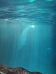 白鲸 海底世界