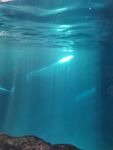 海底世界 白鲸