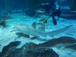 海底世界 海洋馆 鲨鱼