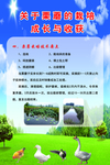 栗蘑
