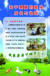 栗蘑的栽培与成长