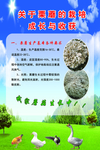 栗蘑成长收获