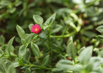 盆栽花