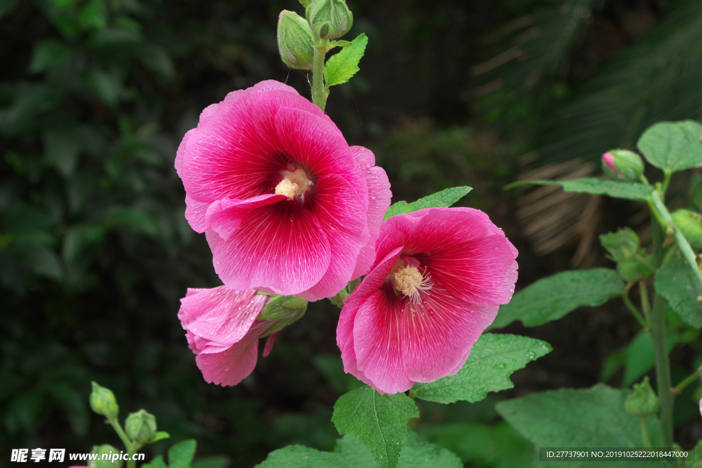 野花 小黄花 鲜花 植物 绿色