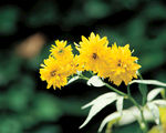 绿植小花