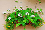 绿植小花