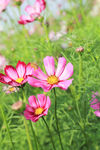 绿植小花