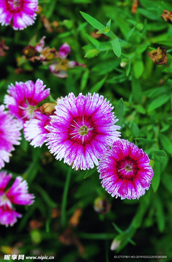 绿植小花