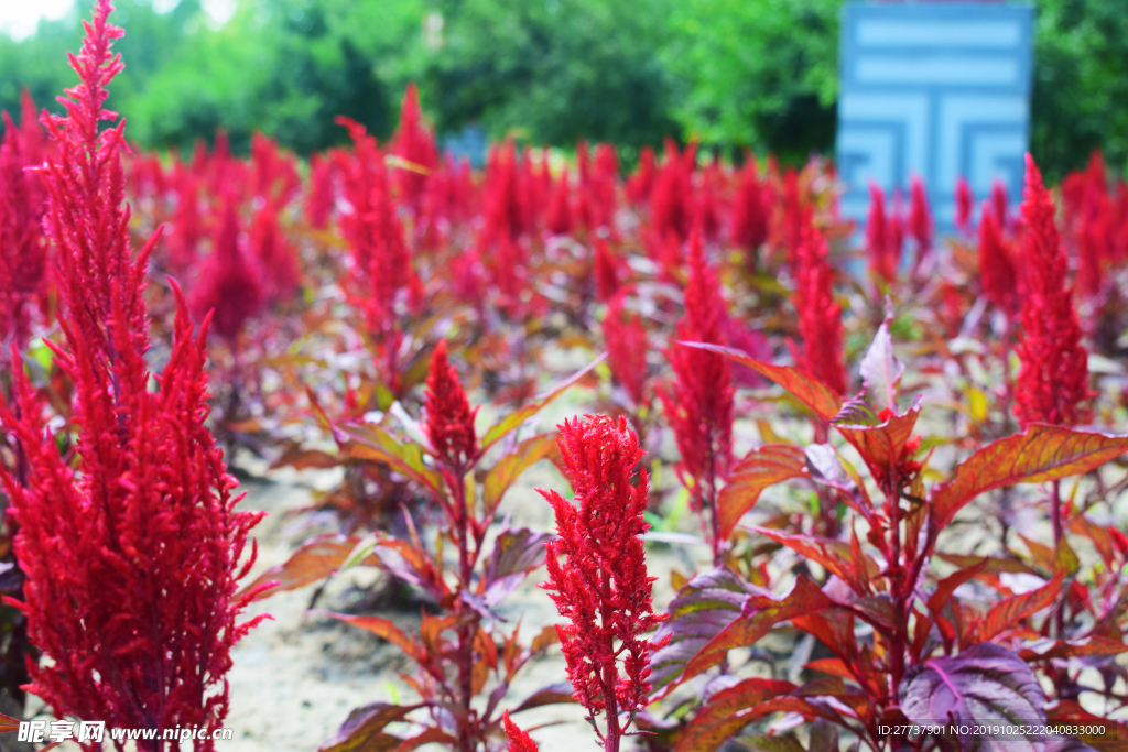 绿植小花