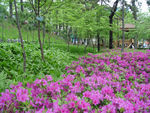 绿植小花