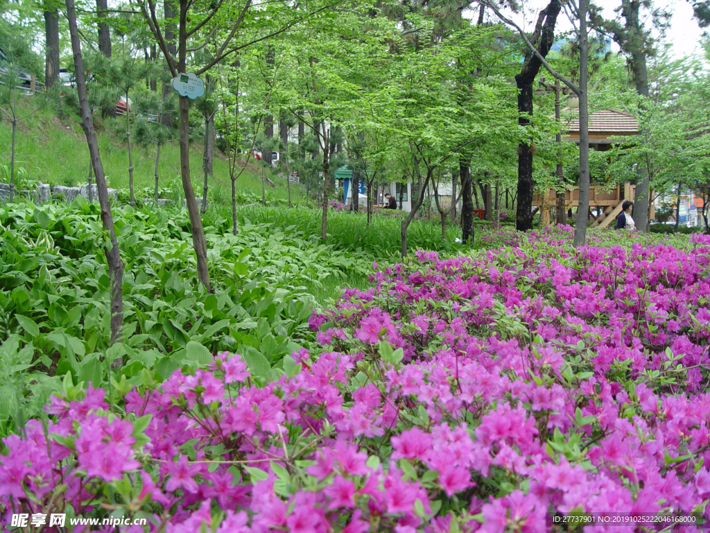 绿植小花