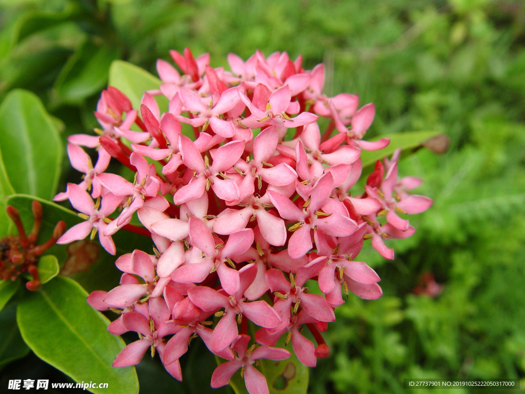 绿植小花