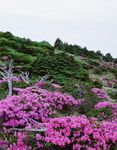 绿植小花