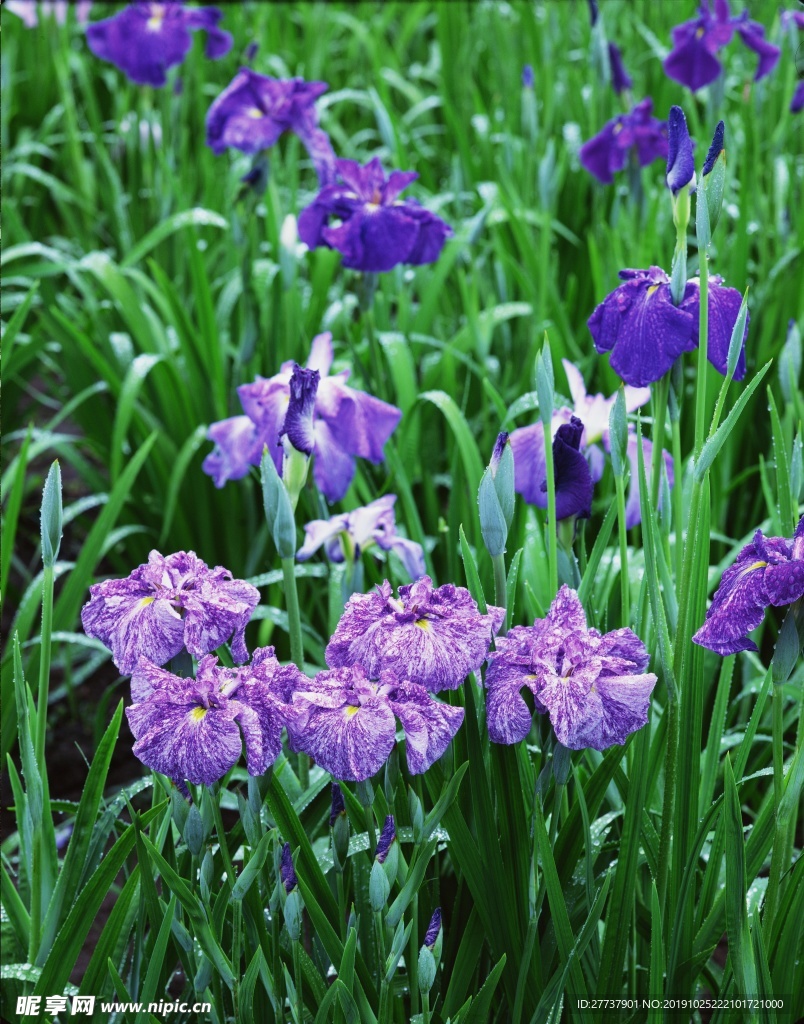 绿植小花