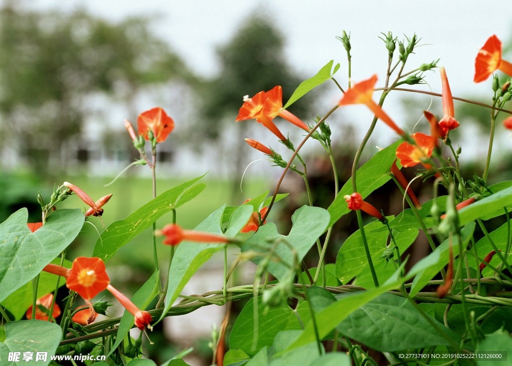 绿植小花