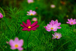 牵牛花