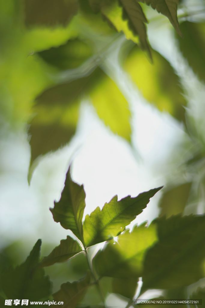 绿叶子 绿叶背景 小叶子 植物