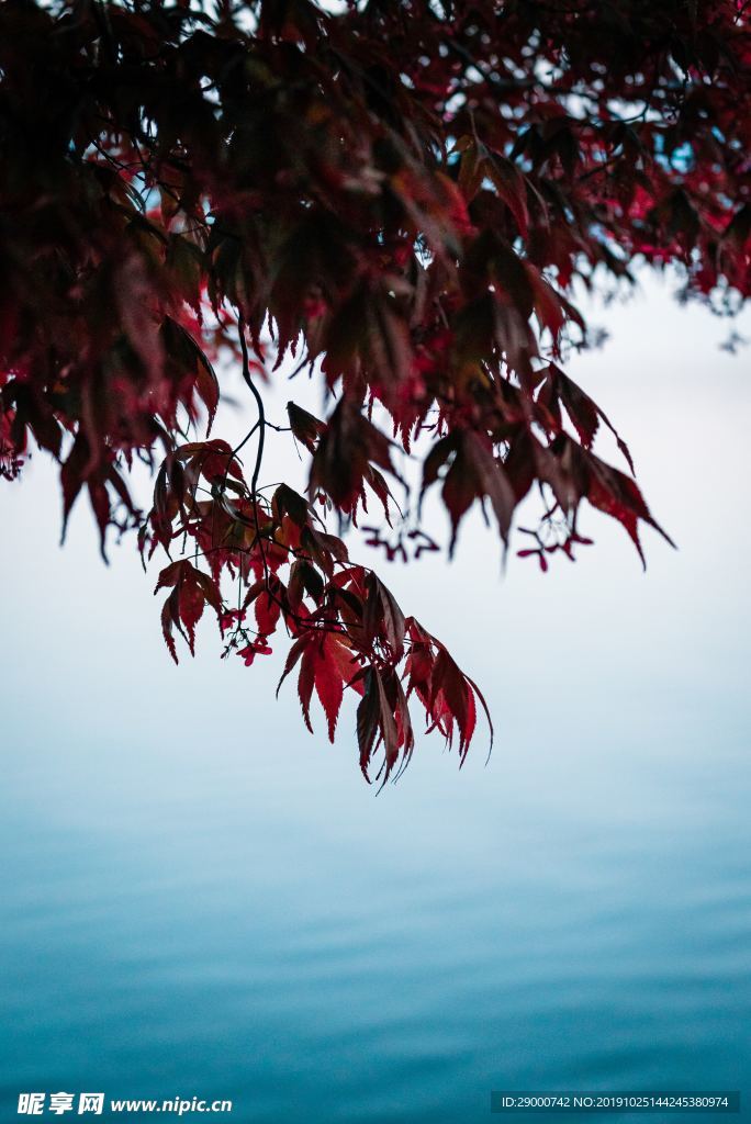 叶子背景 湖面叶子 秋叶