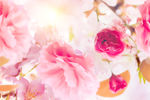 樱花绽放