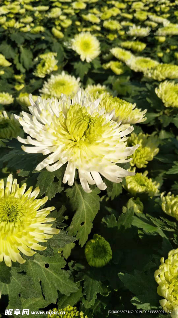 菊花