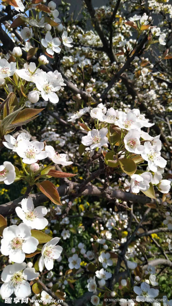 梨花