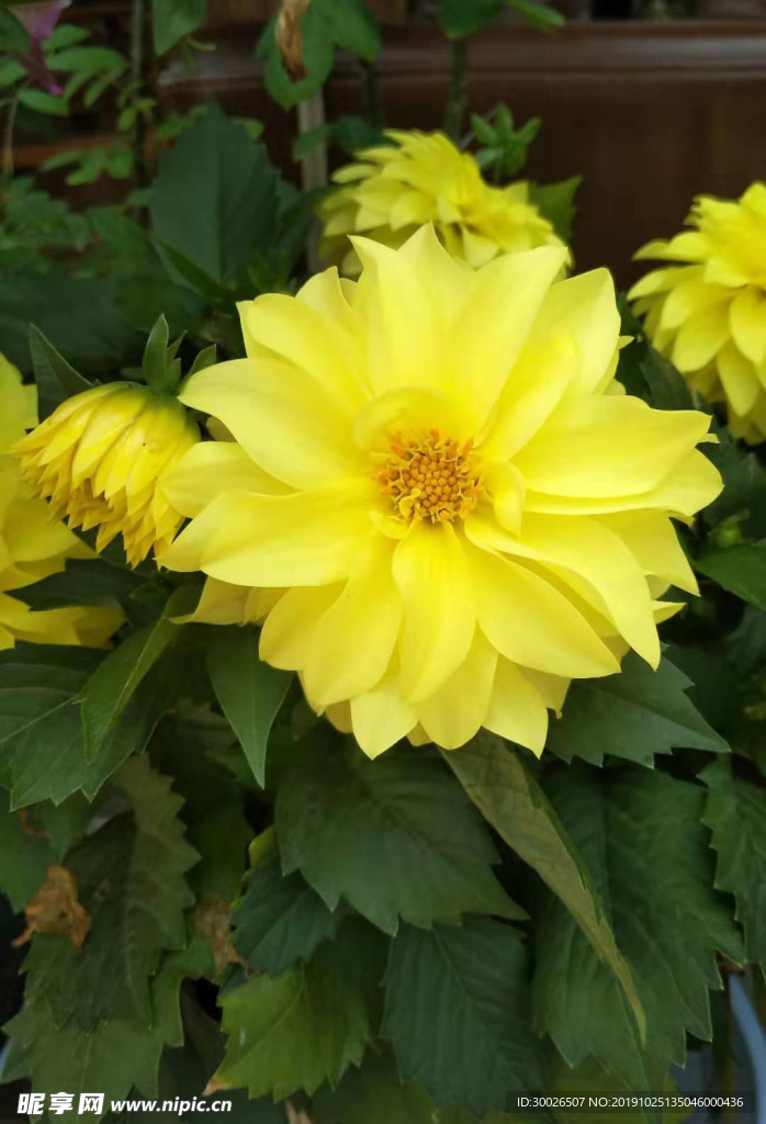黄花