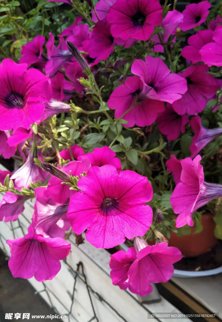 花