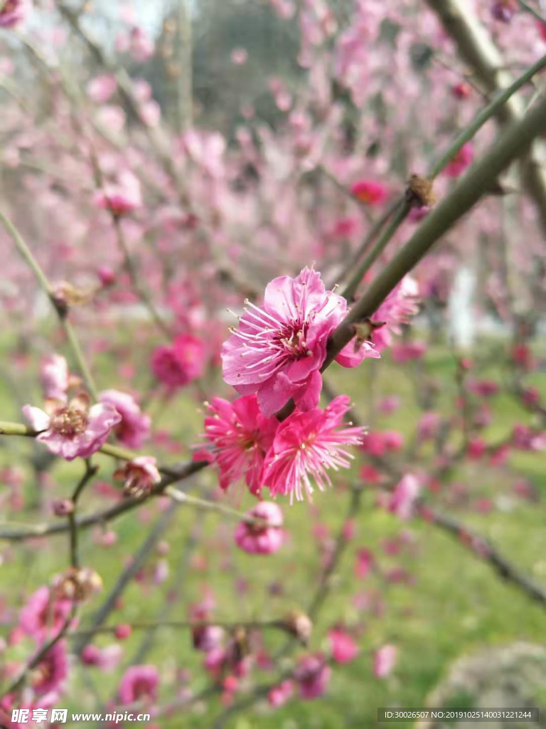 桃花