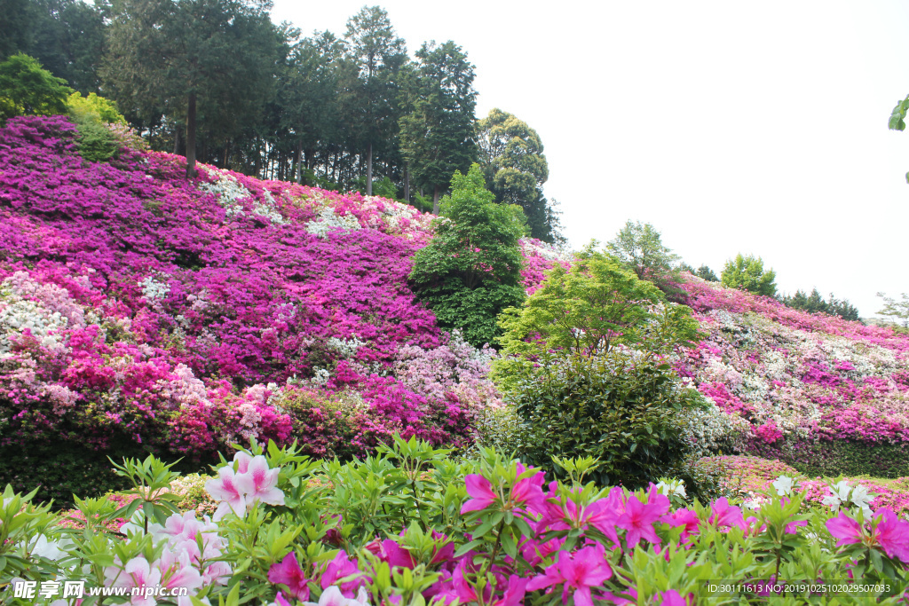 杜鹃花