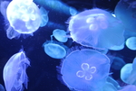 水母