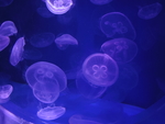 水母