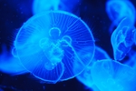 水母