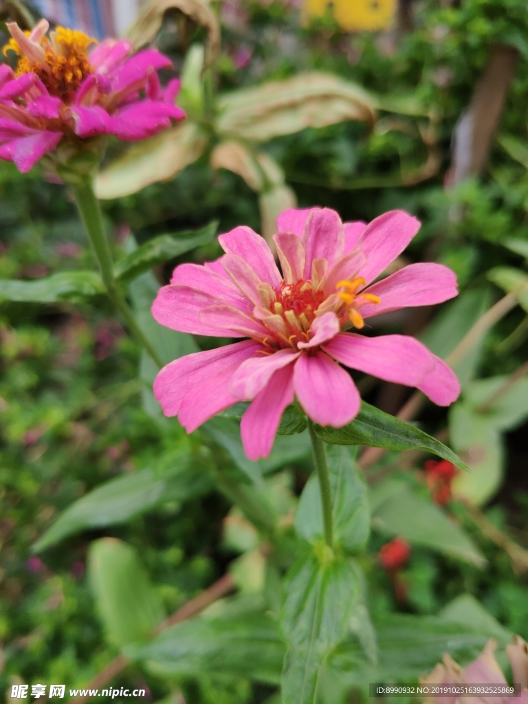 百日菊