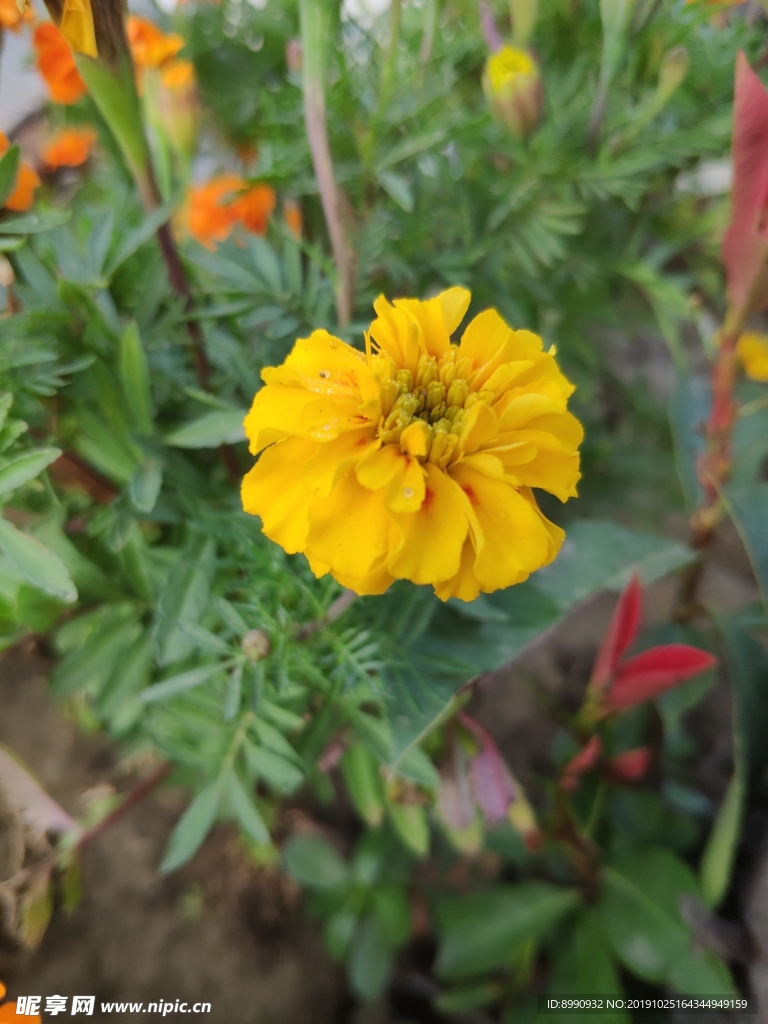 百日菊