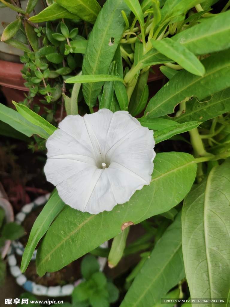 蕹菜