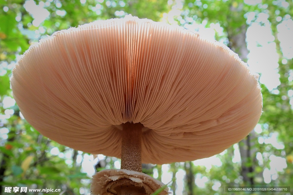 食用野生白蘑菇图片