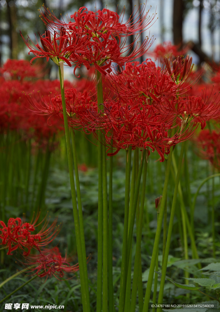 花草
