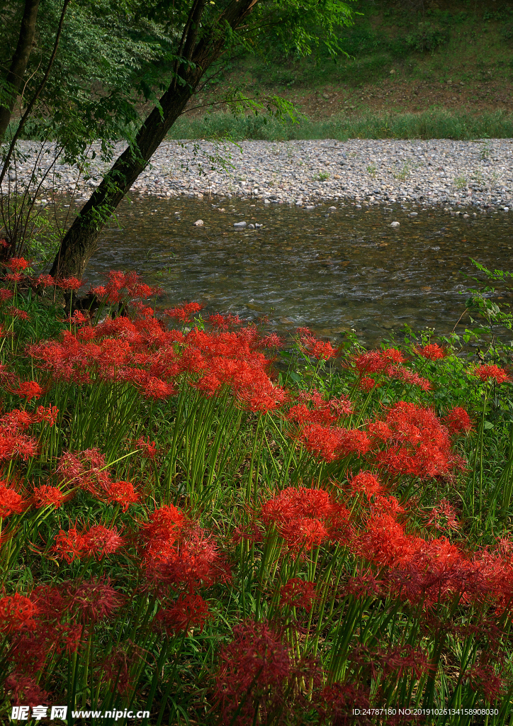 花草