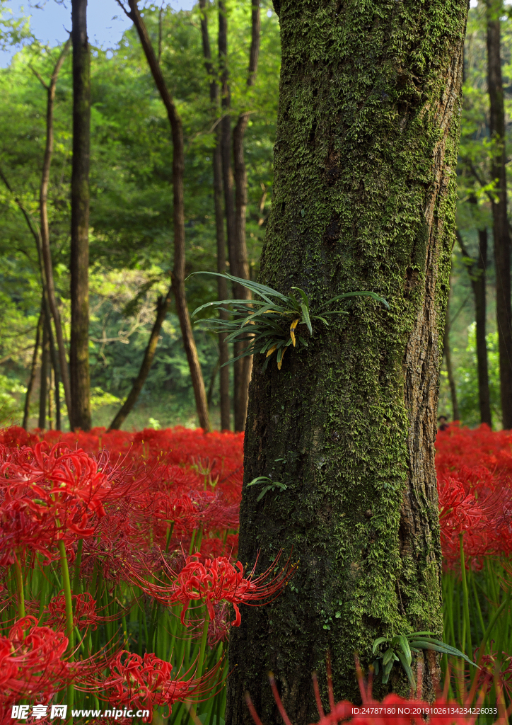 花草