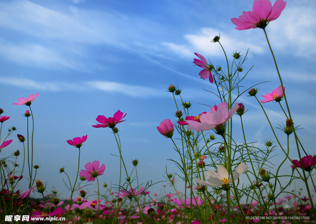 花草