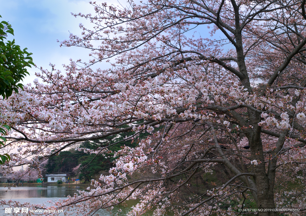 樱花树