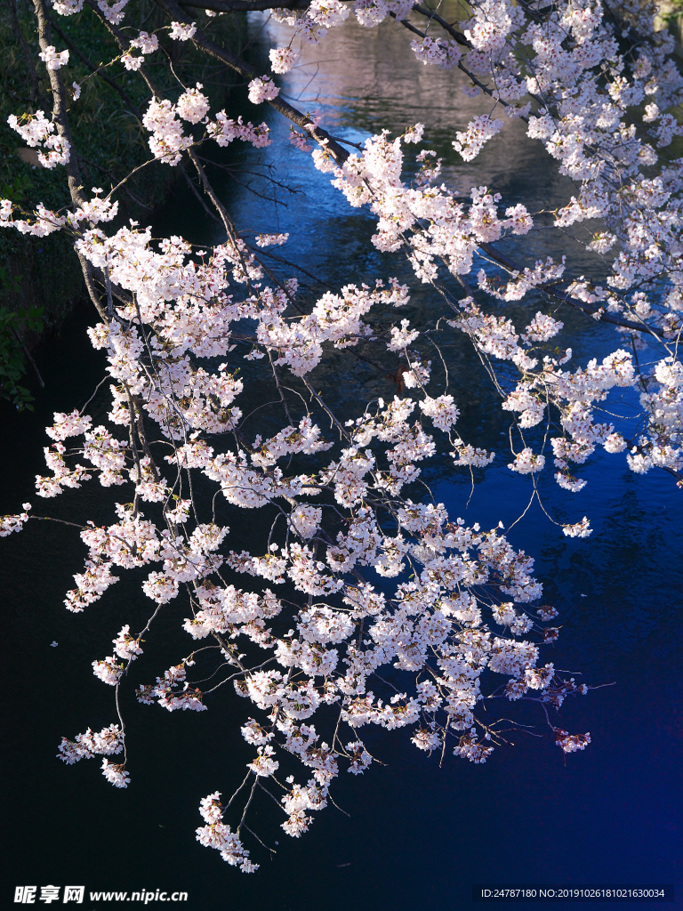 樱花树